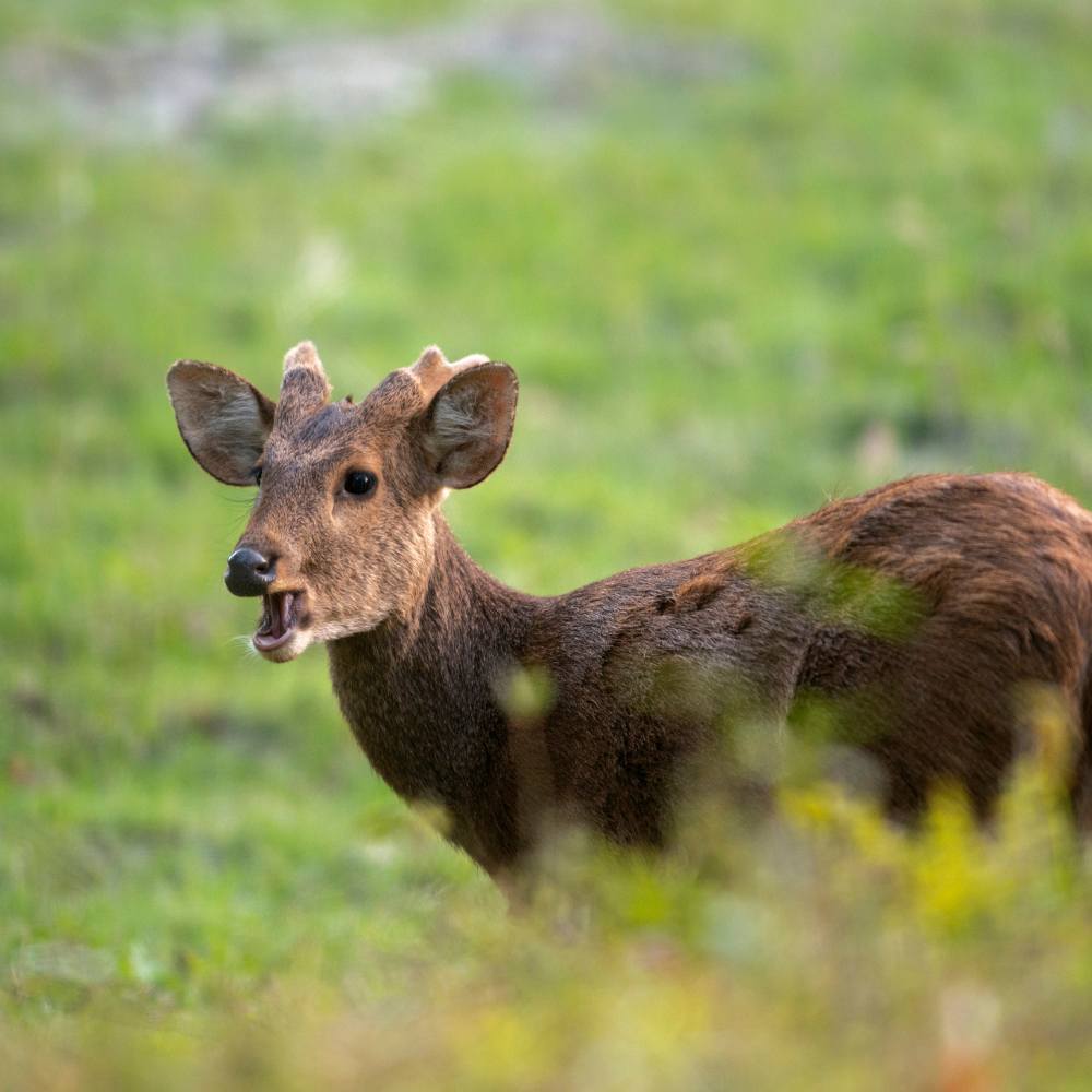 Other Mammals of Kaziranga National Park