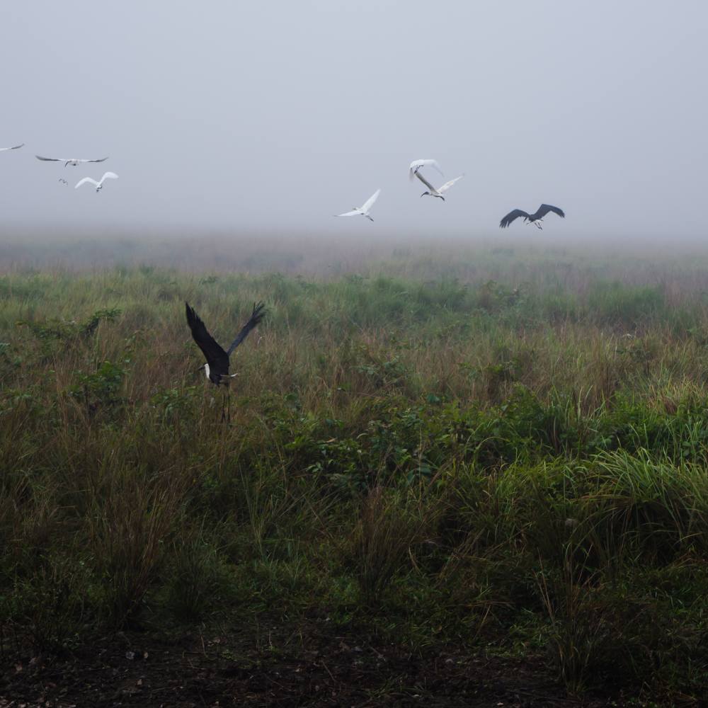 Flora and Fauna