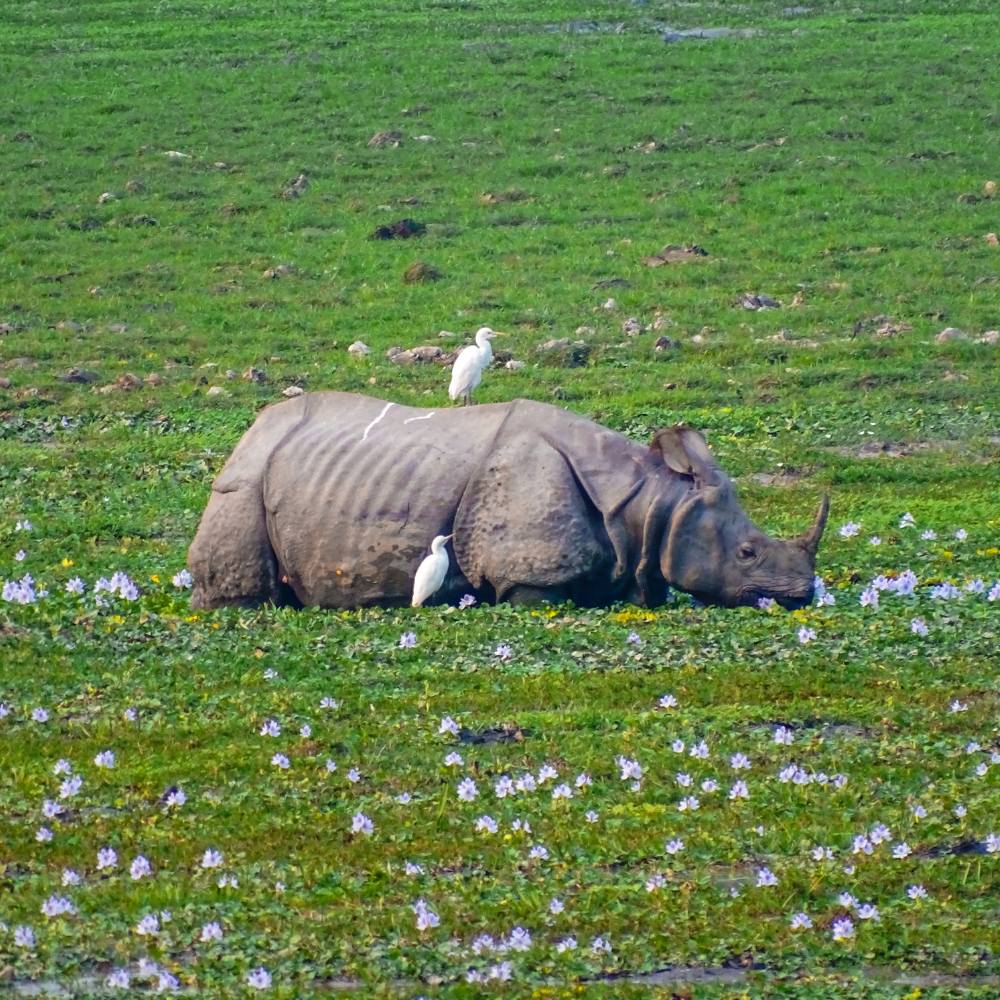 Park's Ecosystem of Kaziranga National Park