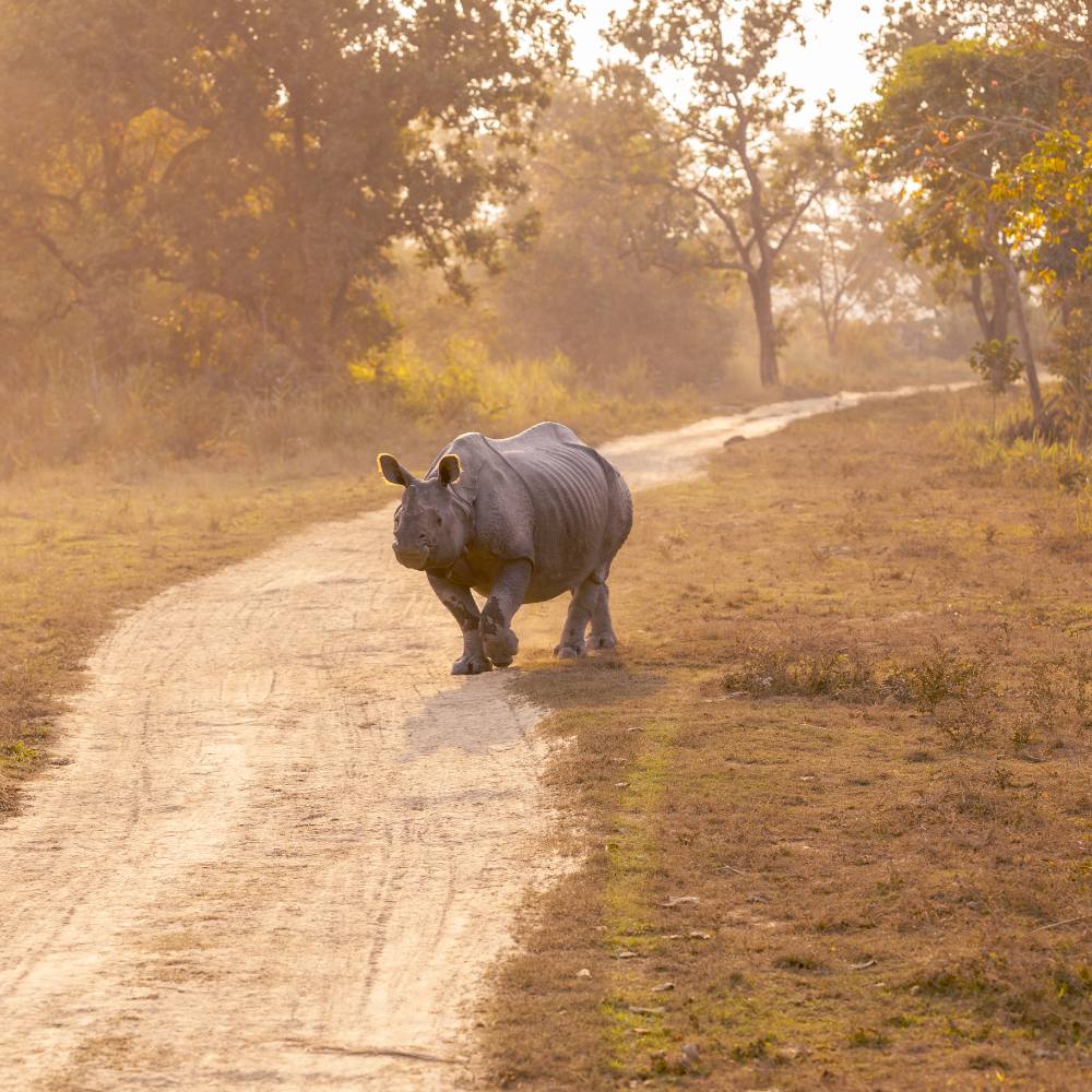 Historical Significance of Kaziranga National Park