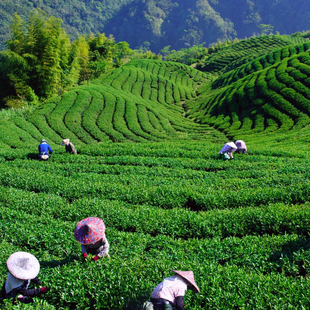 Tea Plantations Walk