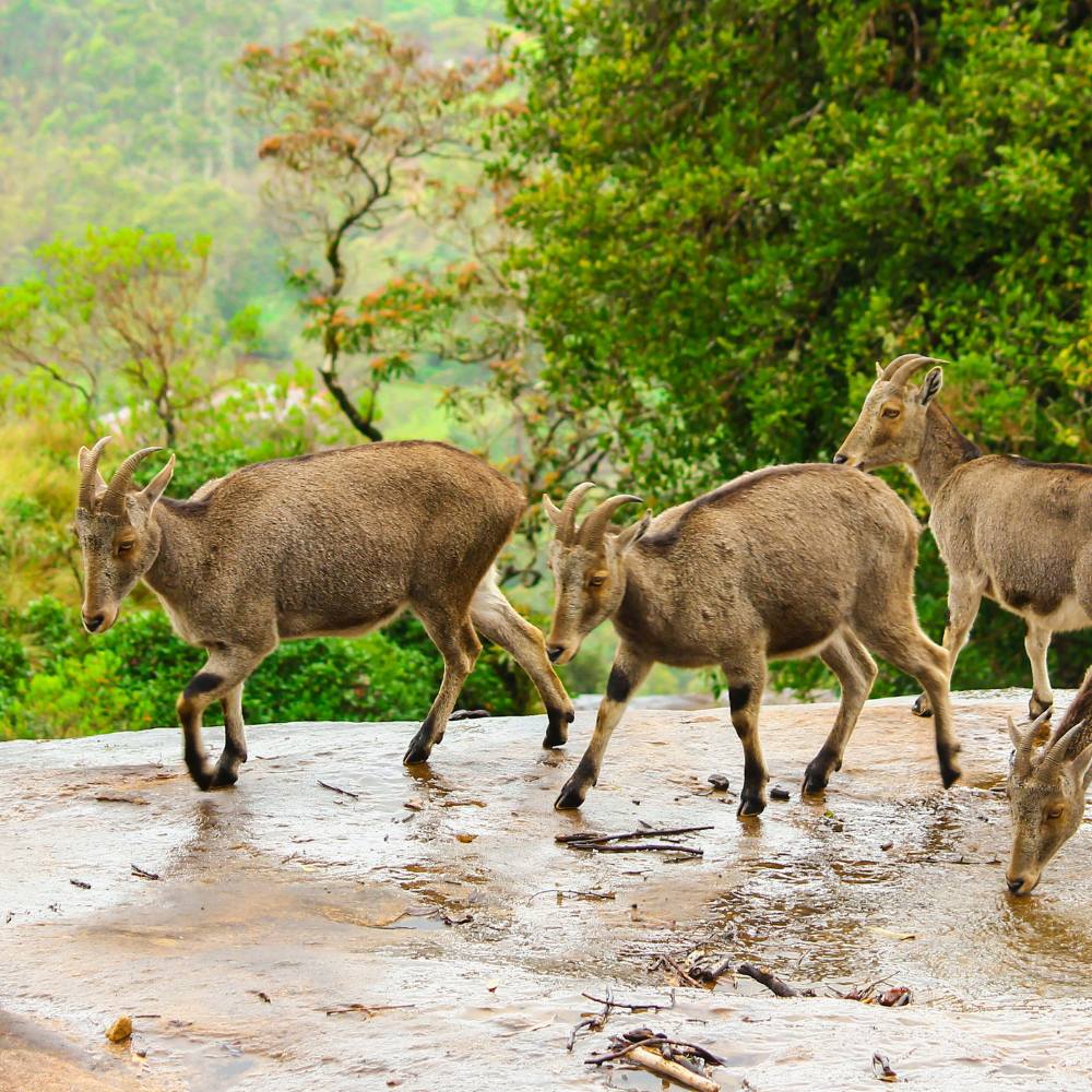 Jungle Walk Tour at Eravikulam National Park