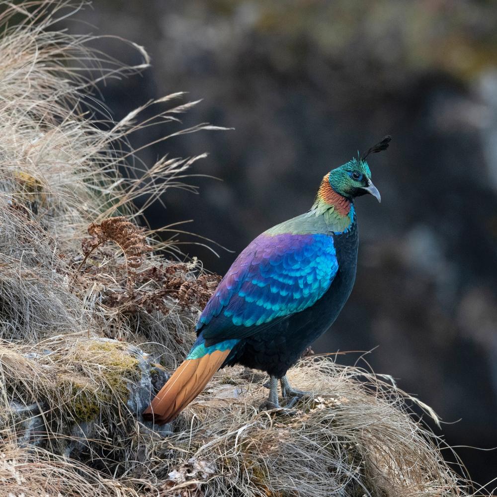 Flora and Fauna: An Ecological Treasure