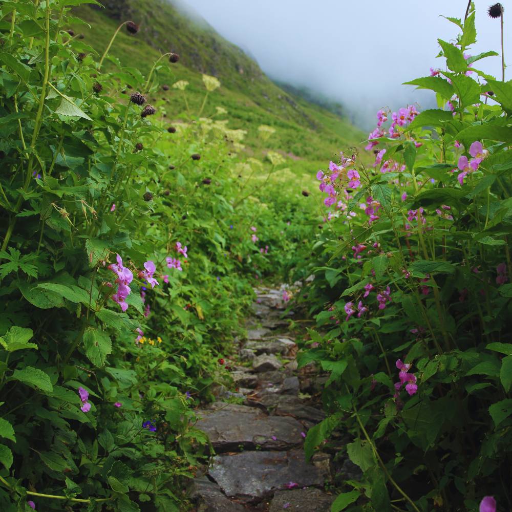 The Landscape: A Botanical Wonderland