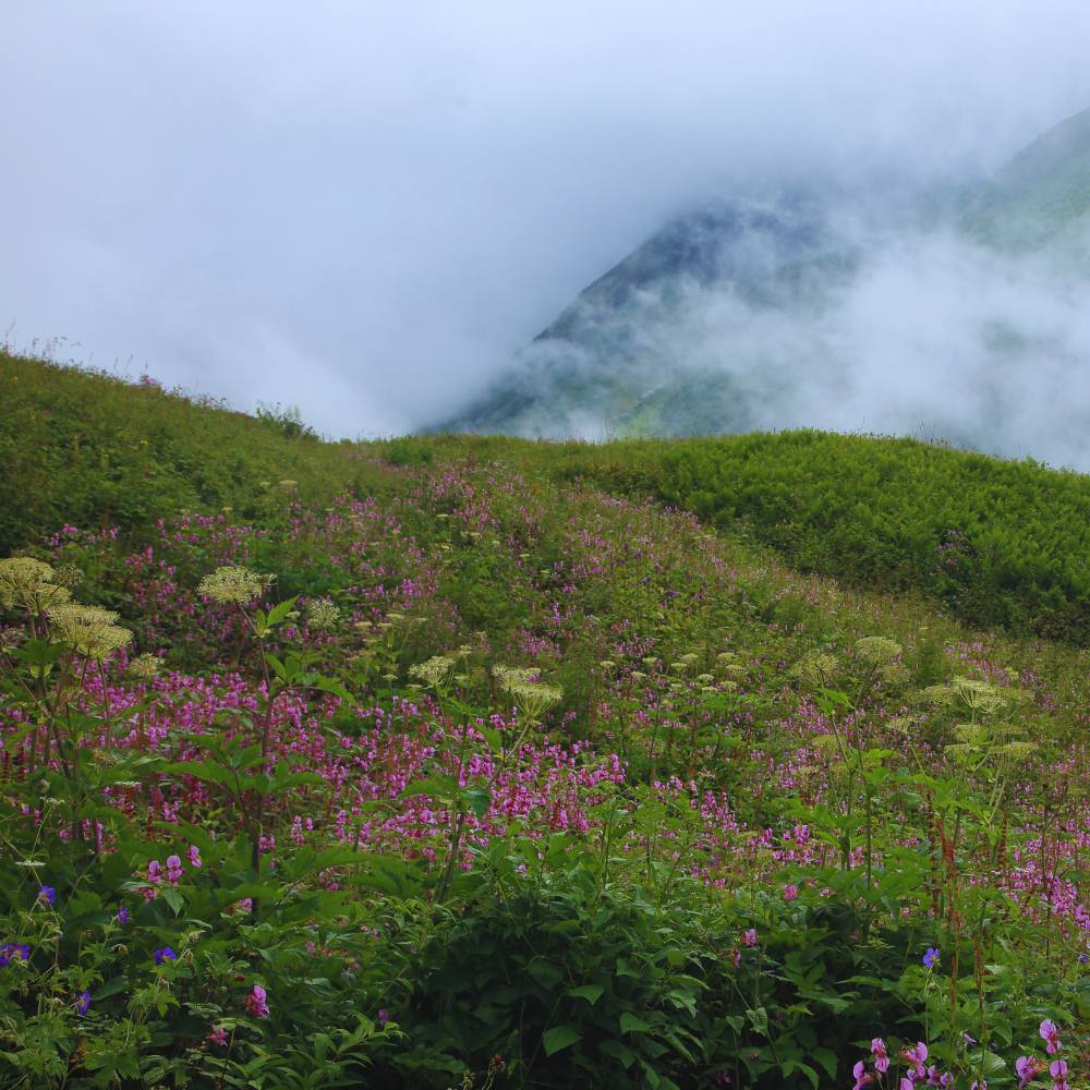 Conservation Efforts and Environmental Challenges