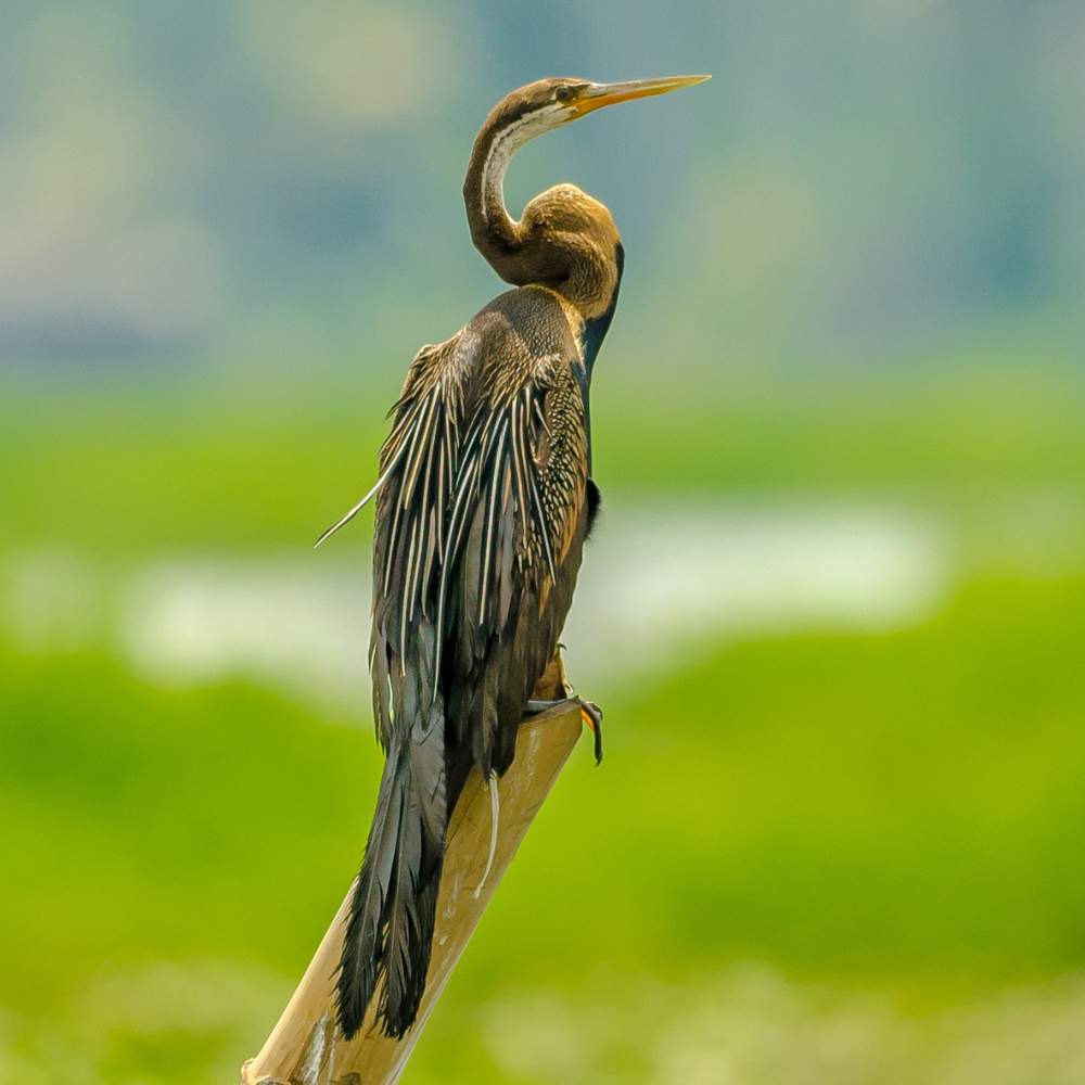 Kumarakom Bird Sanctuary