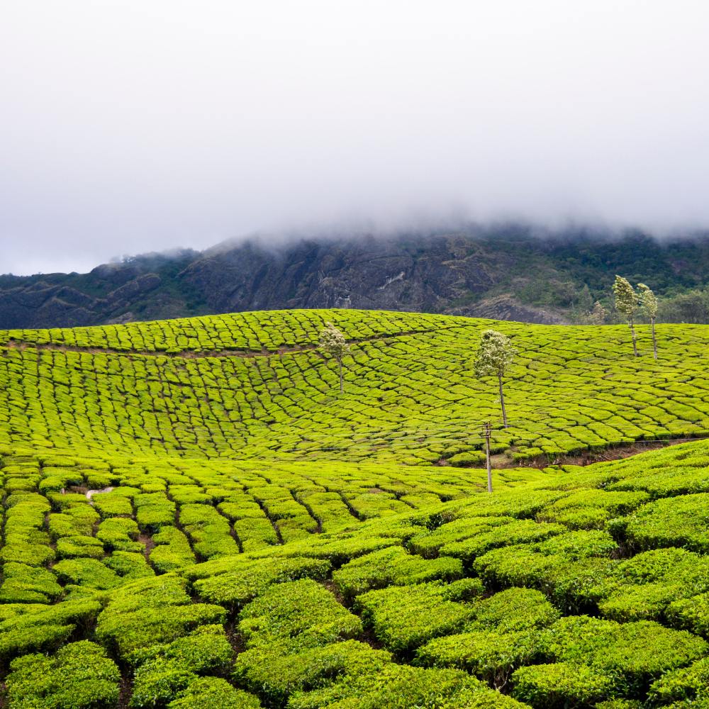 Munnar, Kerala – The Switzerland of South India