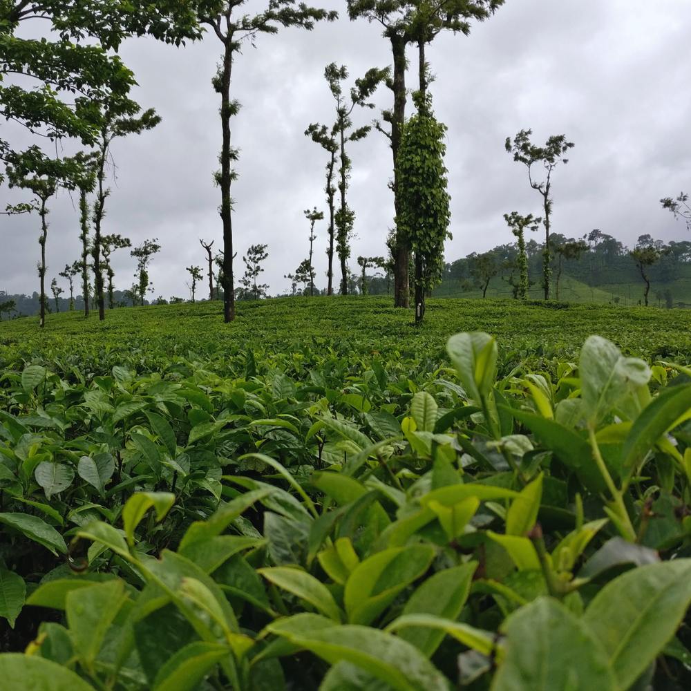 Coorg, Karnataka – The Scotland of India