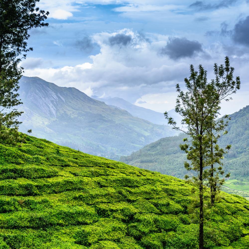 Wayanad, Kerala – A Land of Spices and Waterfalls