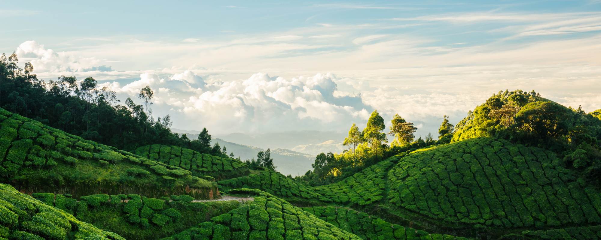 Top 10 Hill Stations in South India You Must Visit