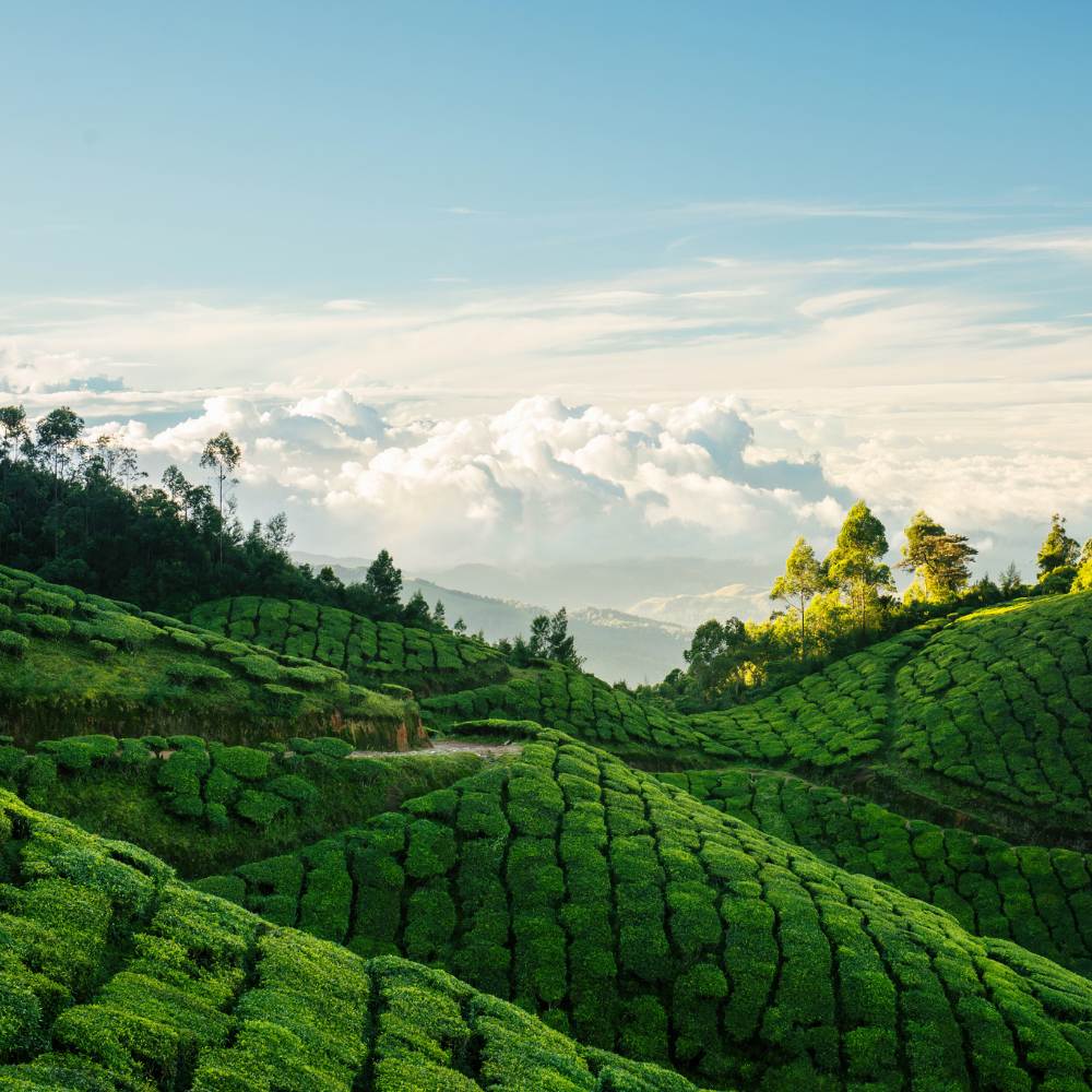 Munnar: The Kashmir of South India