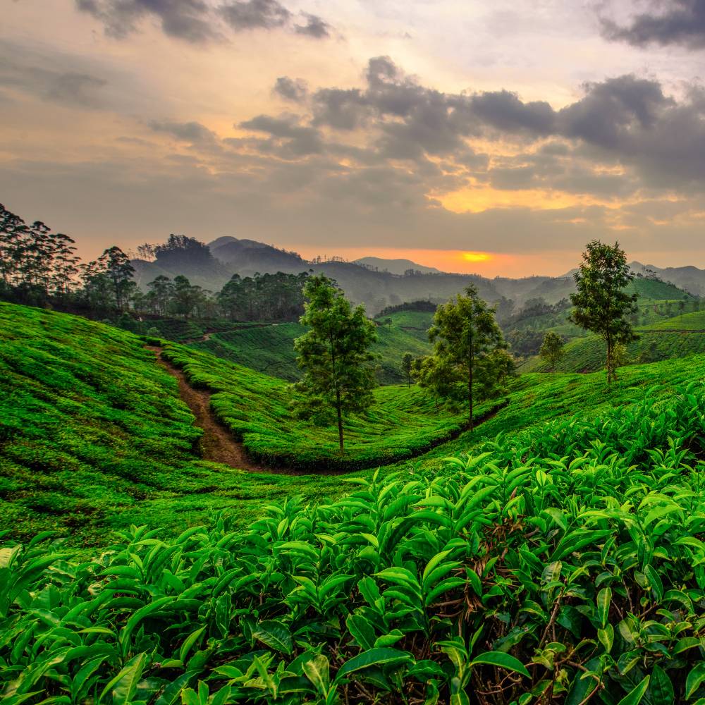 Top places to visit in Munnar