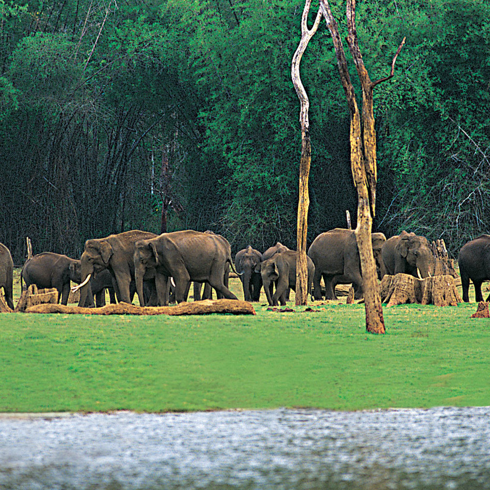 Thekkady: Gateway to Kerala's Wildlife