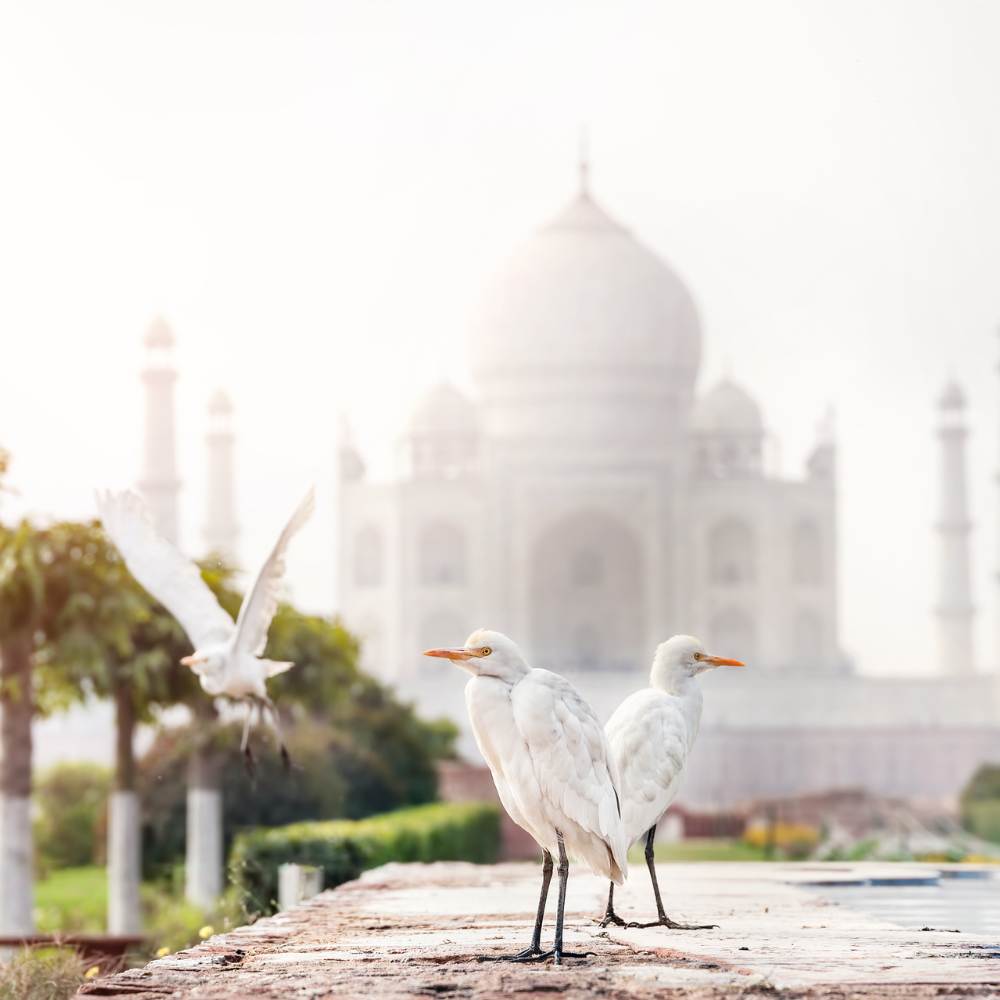 Sunrise at the Taj mahal
