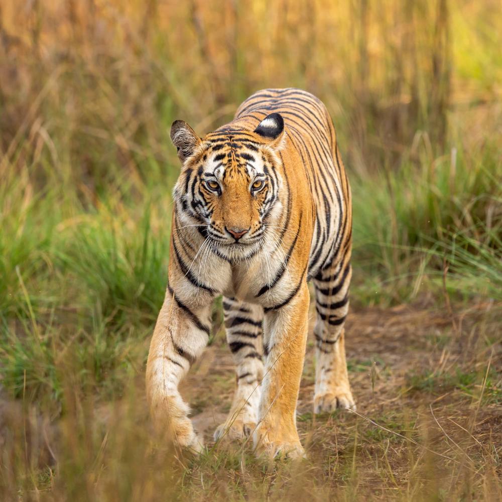 Rewa (140 km): The Land of Waterfalls and White Tigers. 