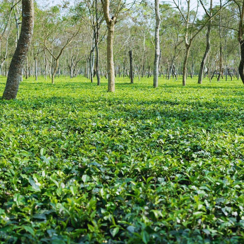 Halmari Tea Estate, Assam: The Gold Standard of Assam Tea.