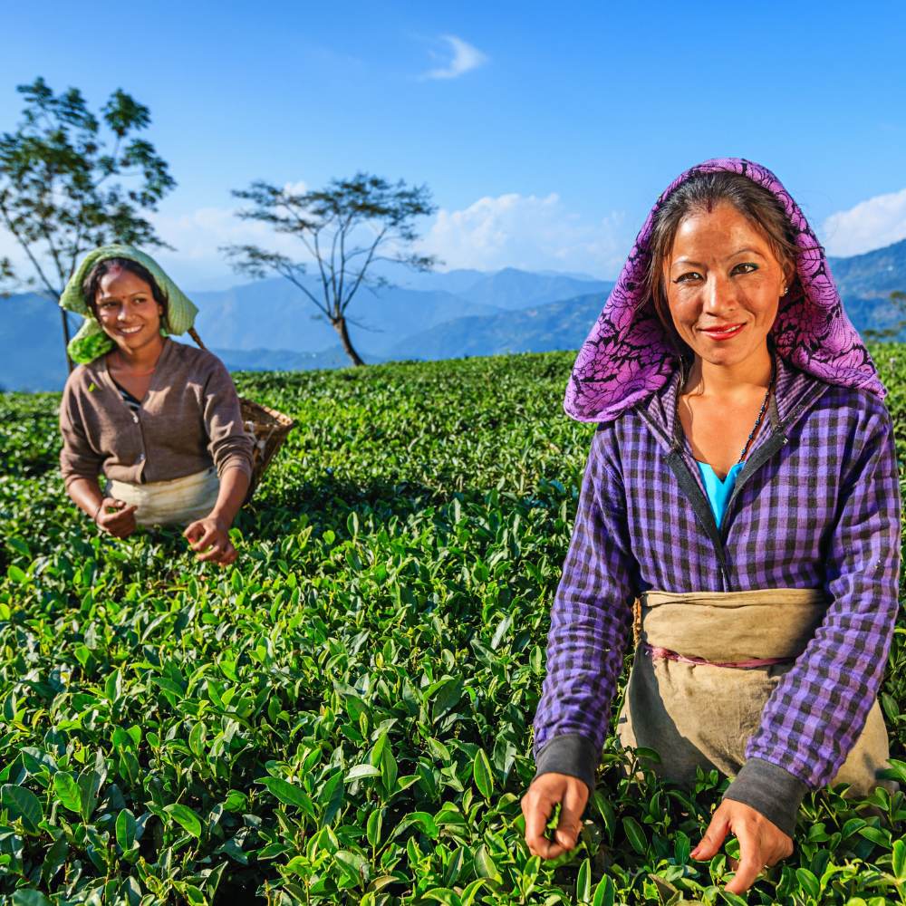 Makaibari Tea Estate, Darjeeling - A Pioneer in Organic Tea
