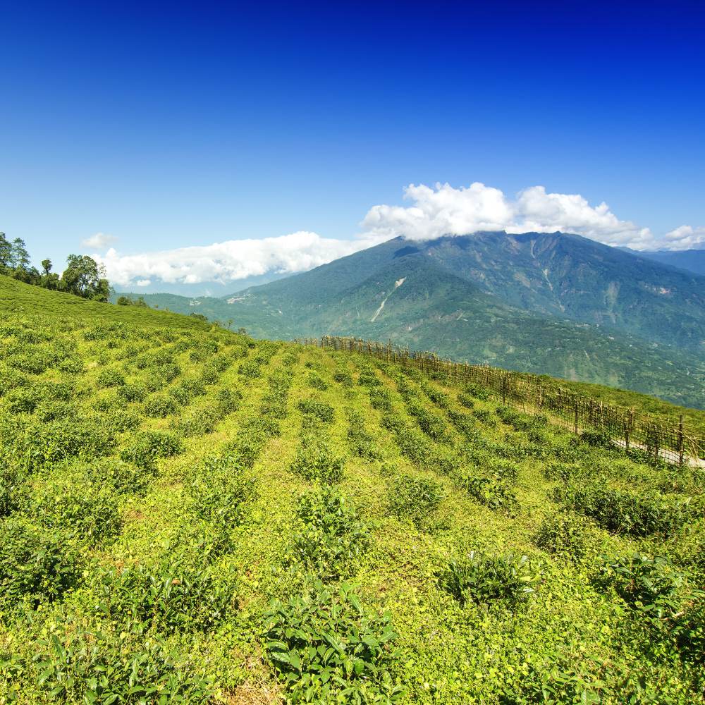 Temi Tea Garden, Sikkim – A Singular Himalayan Jewel