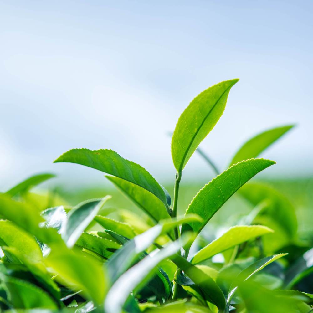 Darang Tea Estate, Himachal Pradesh: A Hidden Himalayan Retreat.