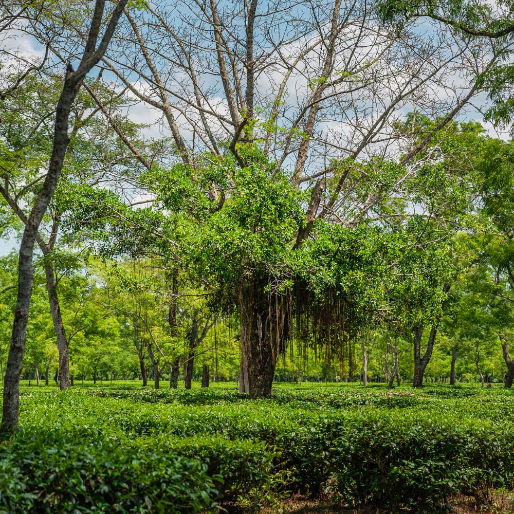 Jorhat Tea Bungalows, Assam. The Heart of Assam Tea Culture