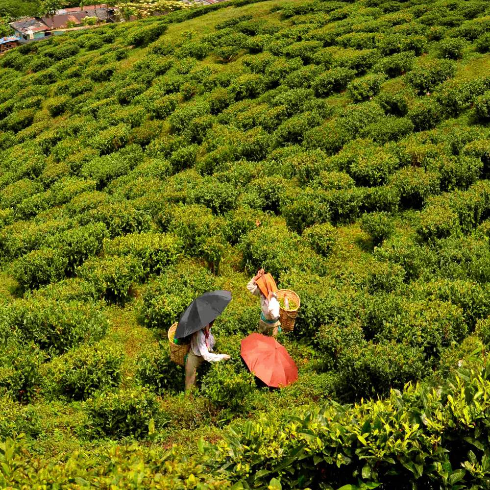 Glenburn Tea Estate, Darjeeling: Where Luxury Meets Heritage.