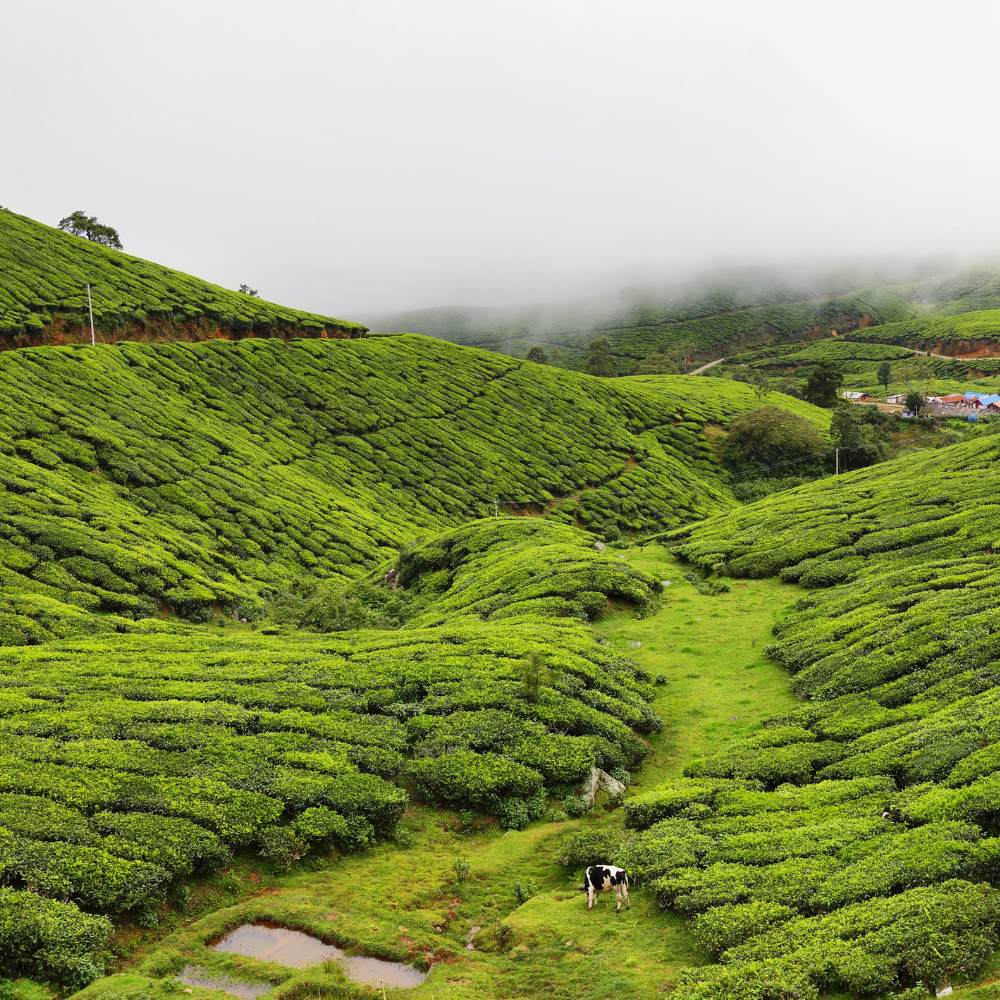 Kolukkumalai Tea Estate, Tamil Nadu—The World's Highest Tea Plantation