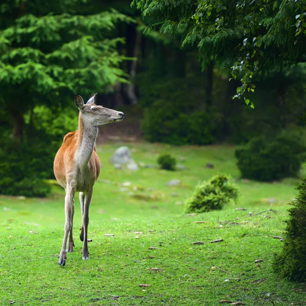 Manali Sanctuary: Wonderland of a wilderness.