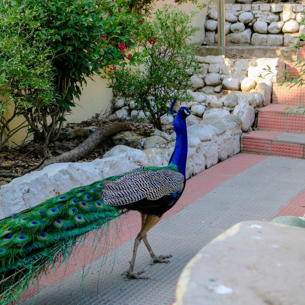 Himalayan Bird Park