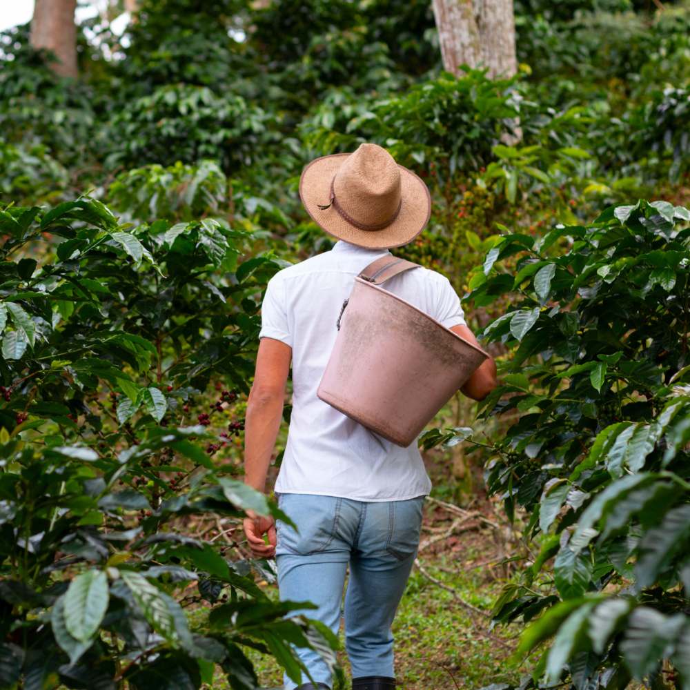 Coffee Plantations