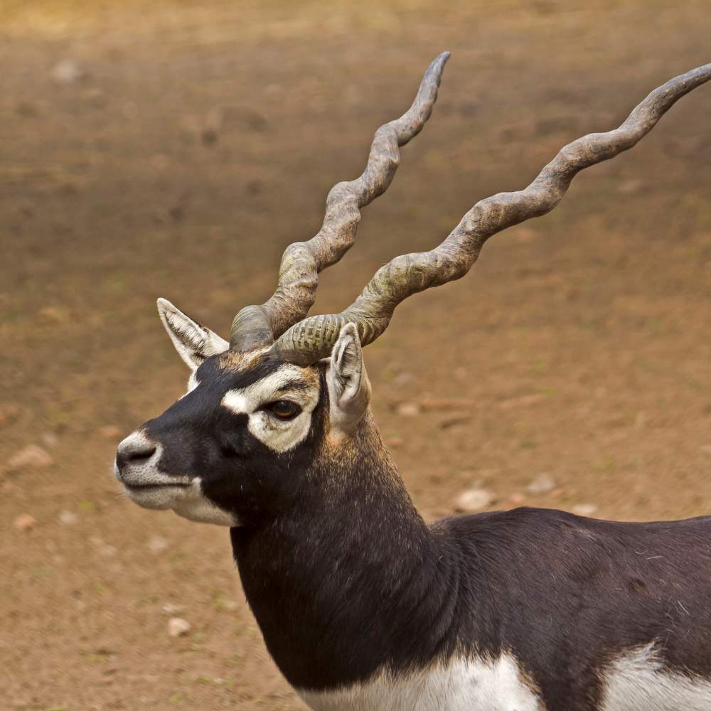 Wild Encounters: Blackbuck Reserve & Beyond
