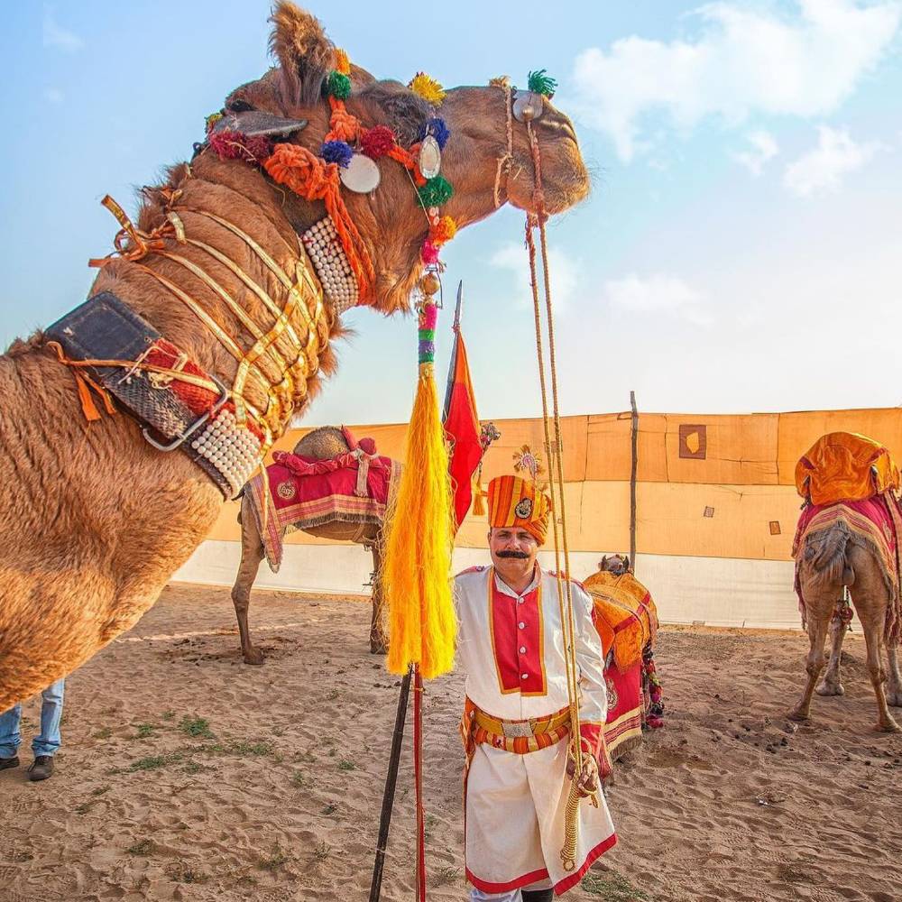 Camels Take Center Stage in Jaisalmer Desert Festival.
