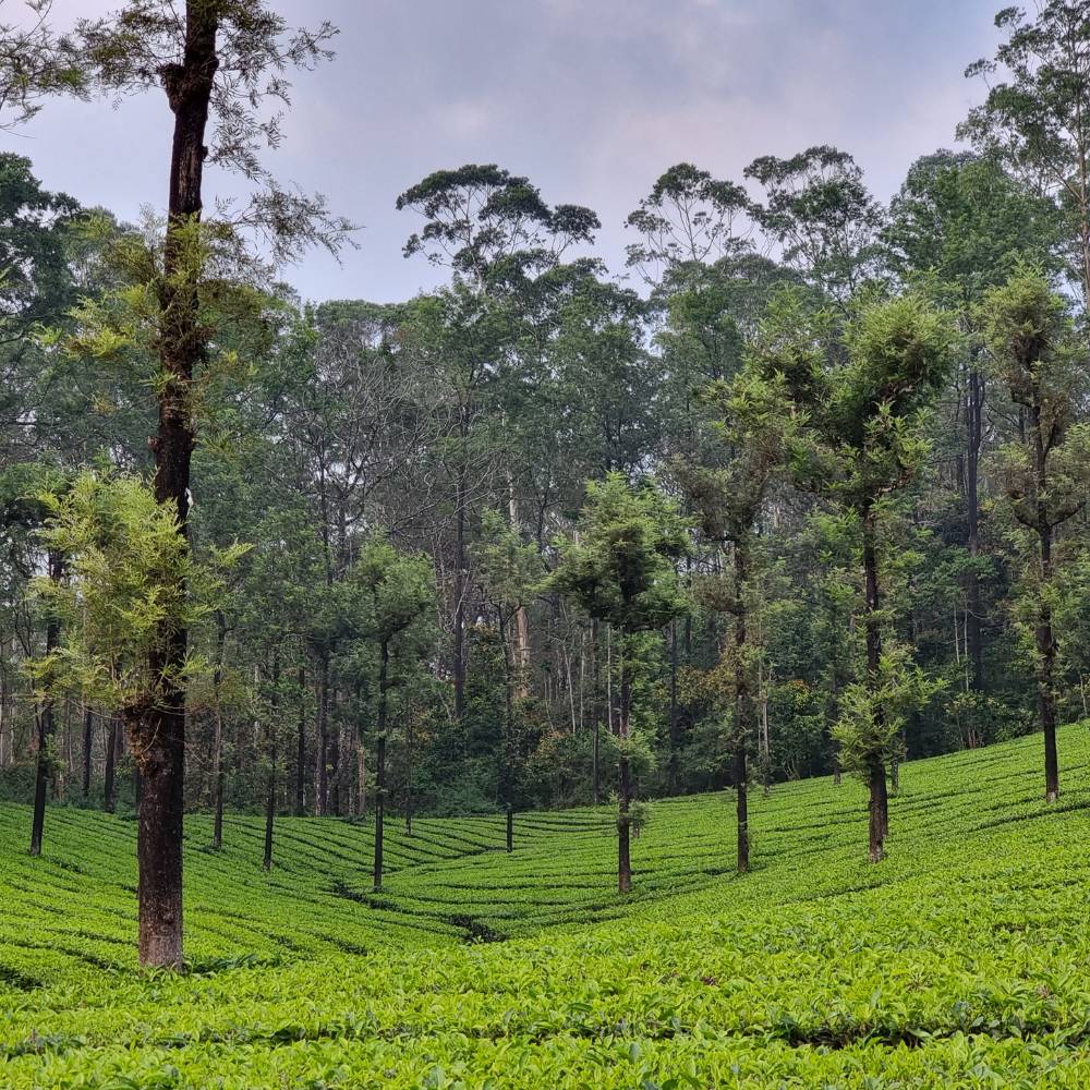 Valparai, Tamil Nadu
