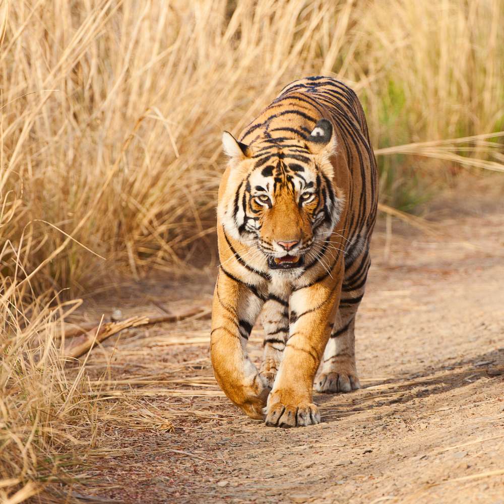 Ranthambore: Tigers and Temples