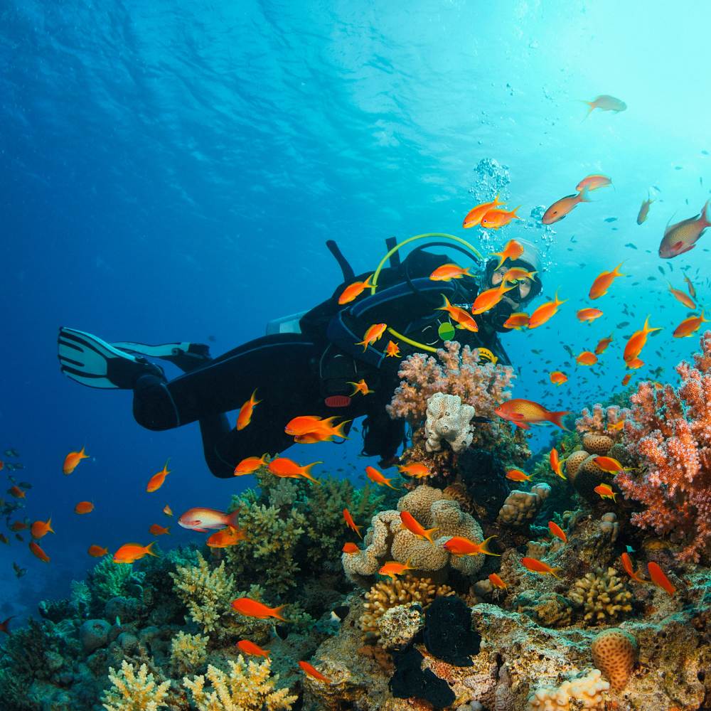 Andaman and Nicobar Islands: Scuba Diving Heaven