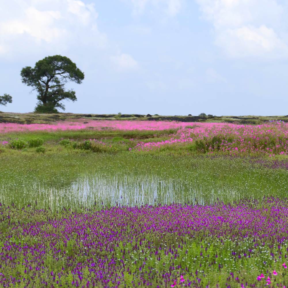 Kaas Plateau, Maharashtra: India's Valley of Flowers
