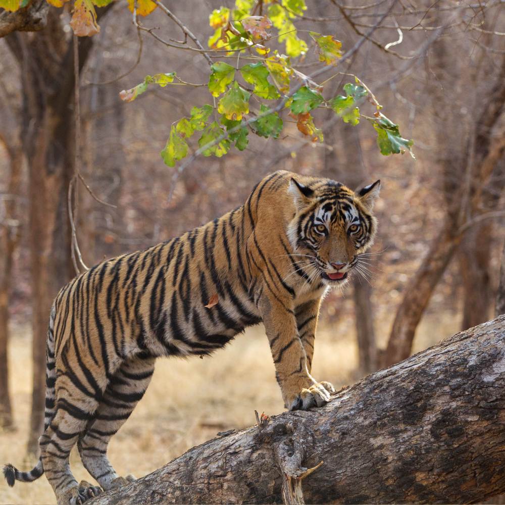 Ranthambore: Wild Romance with Royal Comfort