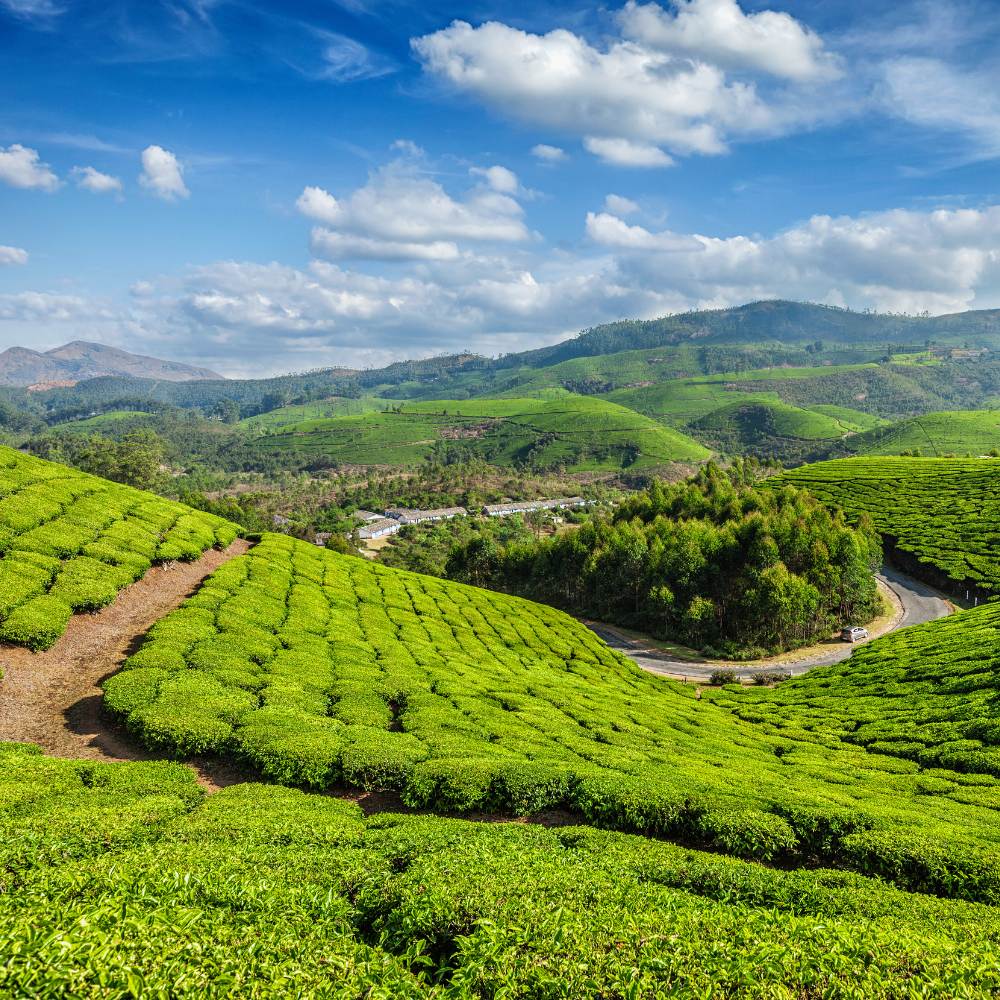 Munnar, (Kerala) is one of India's most beautiful hill stations.