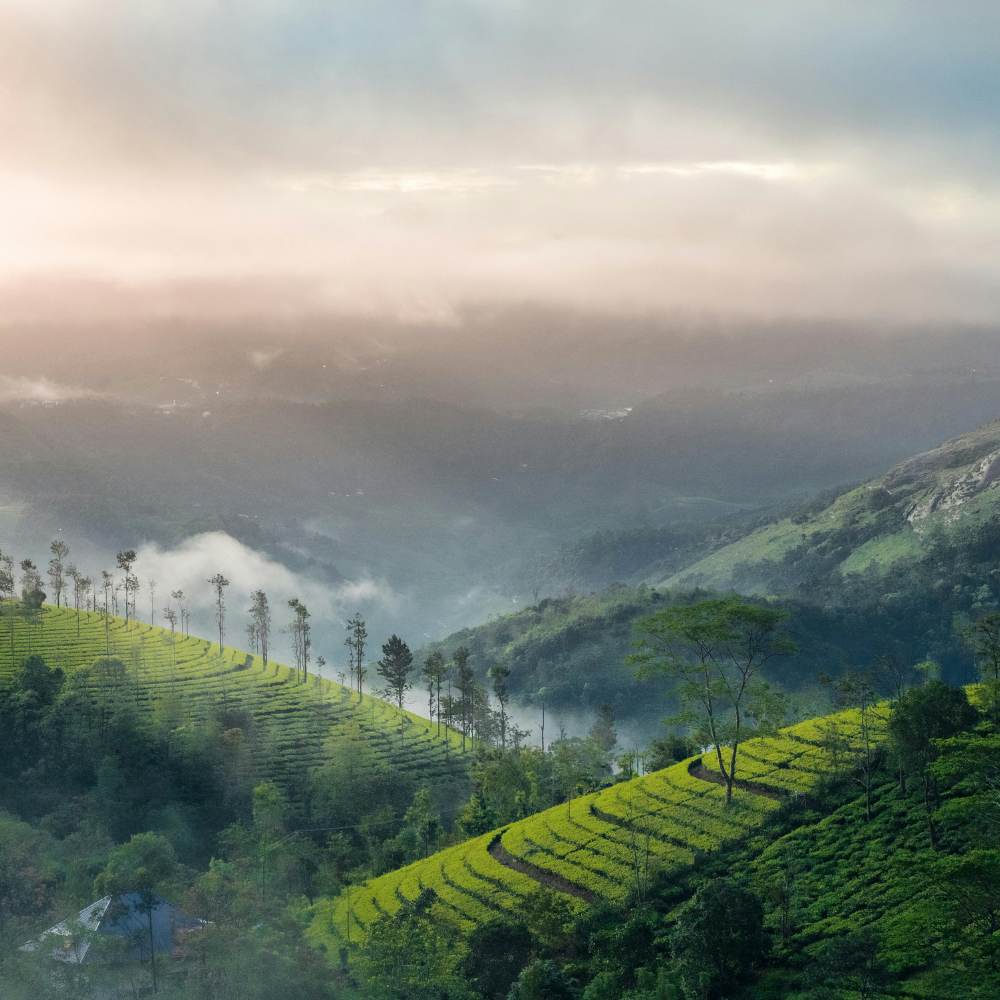 Kerala's mild tropical weather and emerald landscapes make it one of the top holiday spots in India in December.