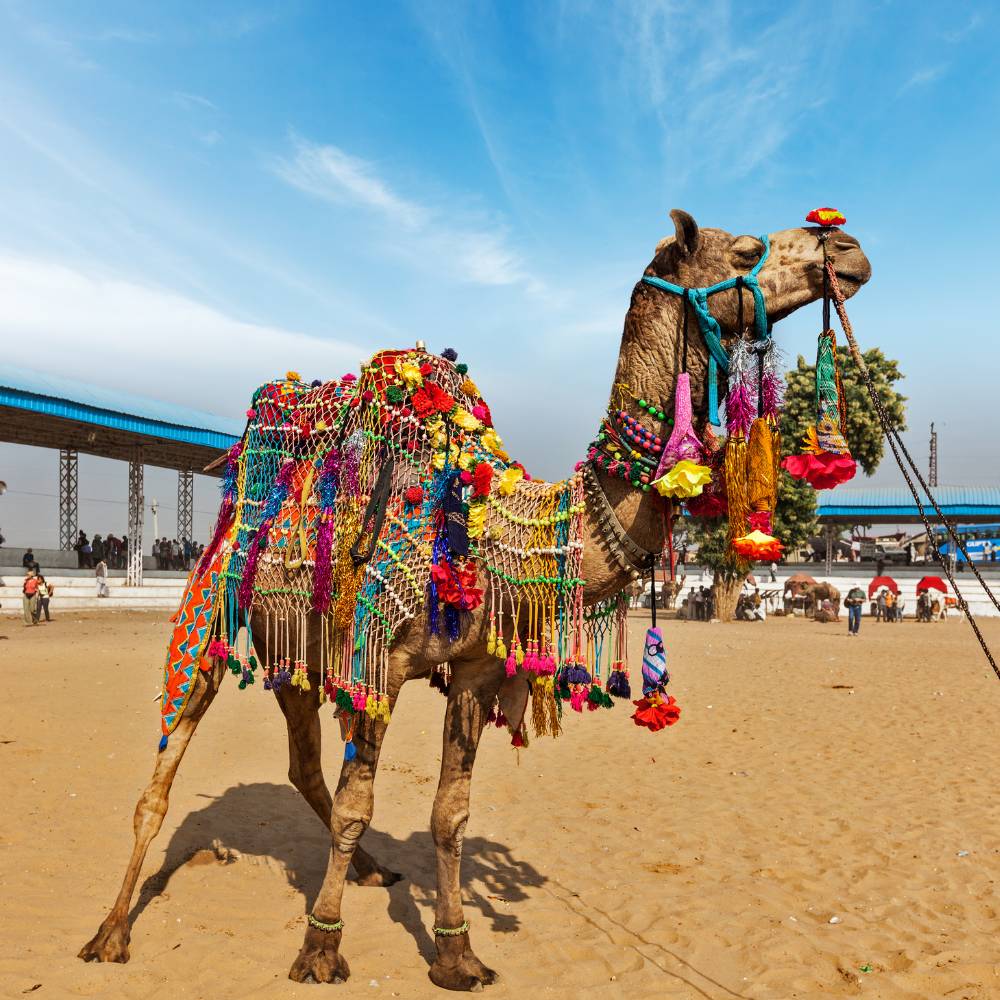 Pushkar Camel Fair (Rajasthan)