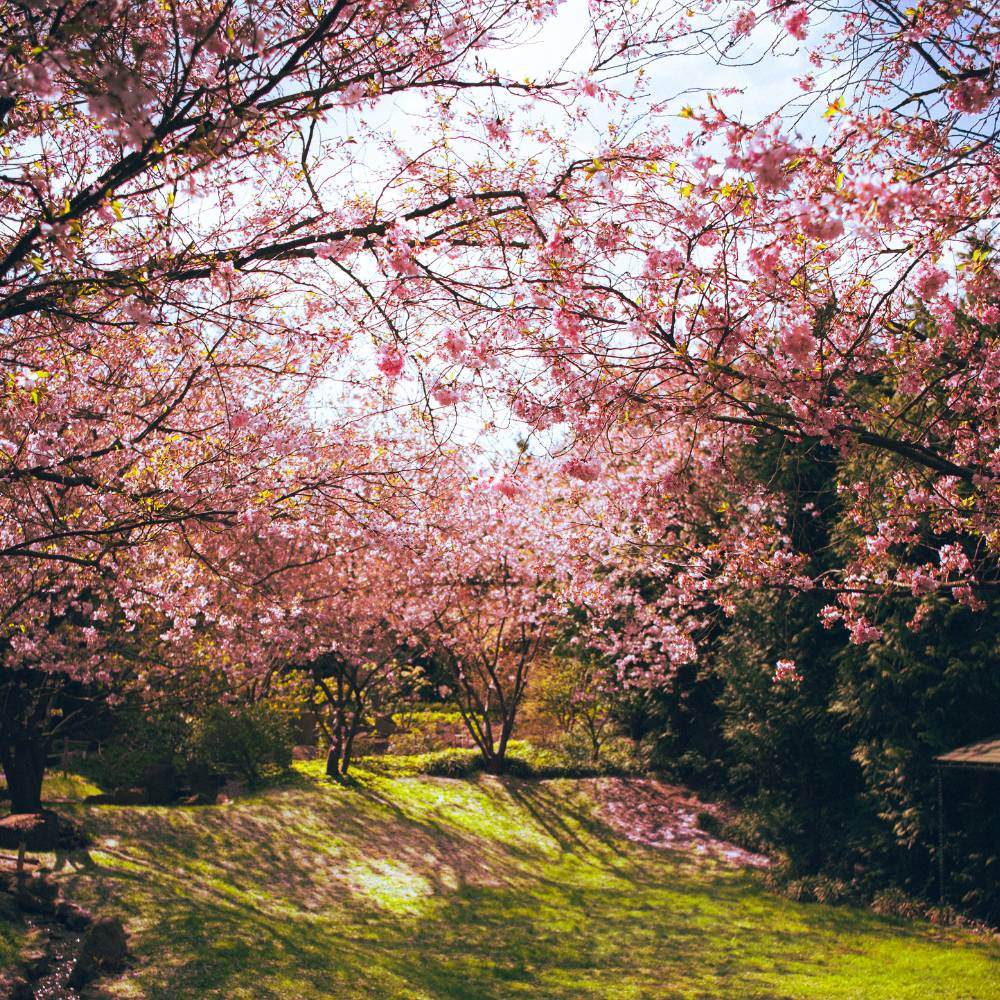 Shillong Cherry Blossom Festival, Meghalaya
