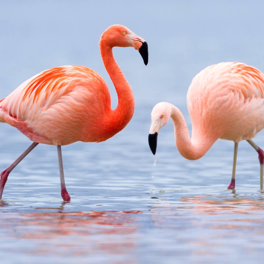 Flamingo Festival, Andhra Pradesh