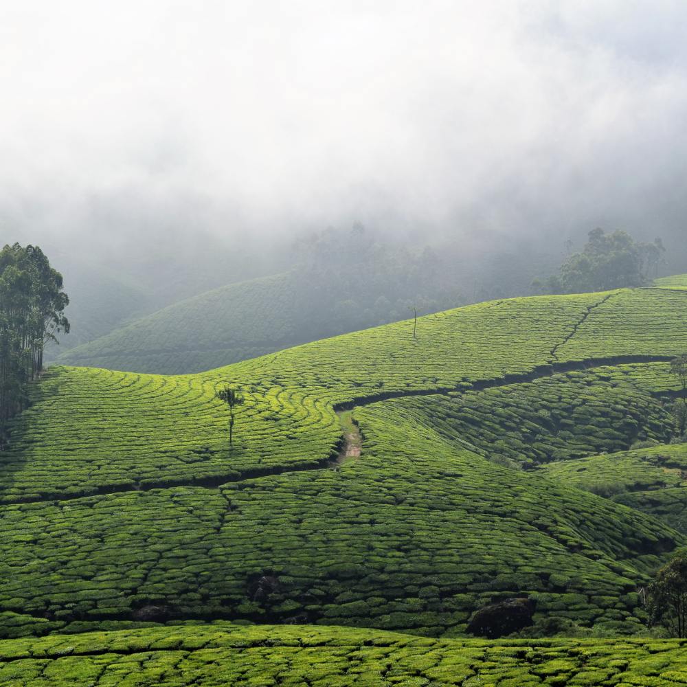 Munnar, Kerala - Tea-Carpeted Landscapes and Crisp Mountain Air