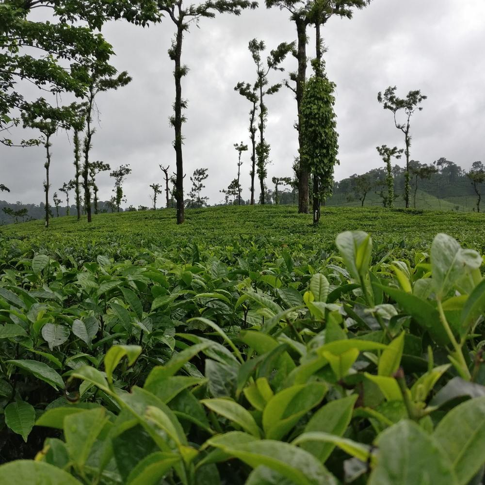 Coorg, Karnataka - Coffee Estates, Forest Trails, and Cozy Stays