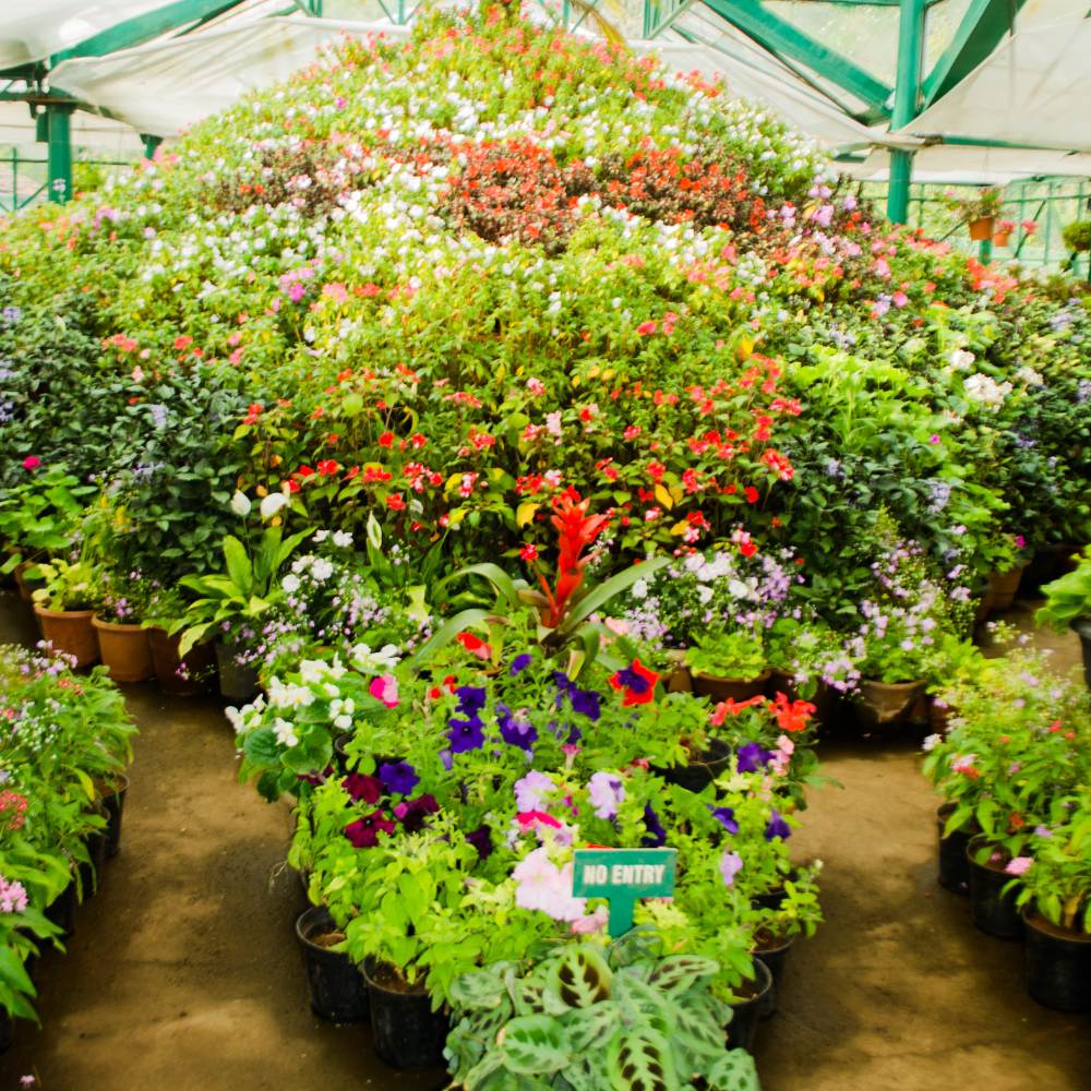 Government Botanical Garden – One of the Best Tourist Places in Ooty