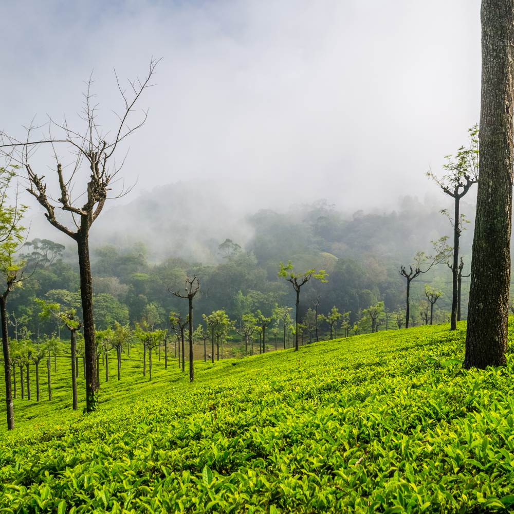 Tea Museum (Government Tea Museum) – Learn What Ooty Is Famous For