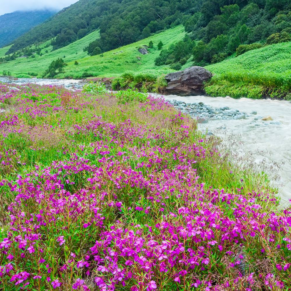 Valley of Flowers National Park – Floral Wonderland