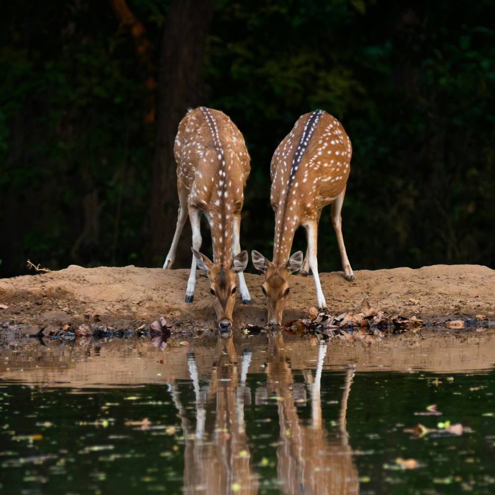 Rajaji National Park: A Wildlife Safari