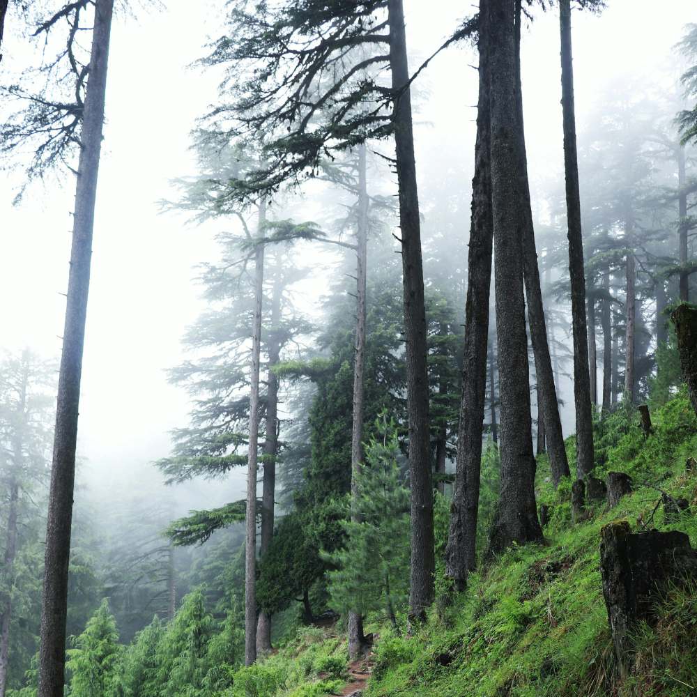 Deoban: God’s Own Forest