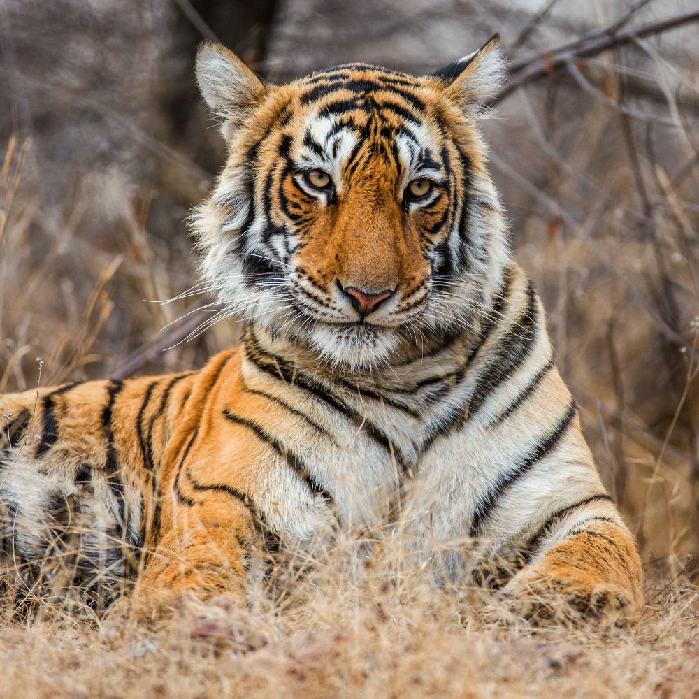 Ranthambore National Park, Rajasthan