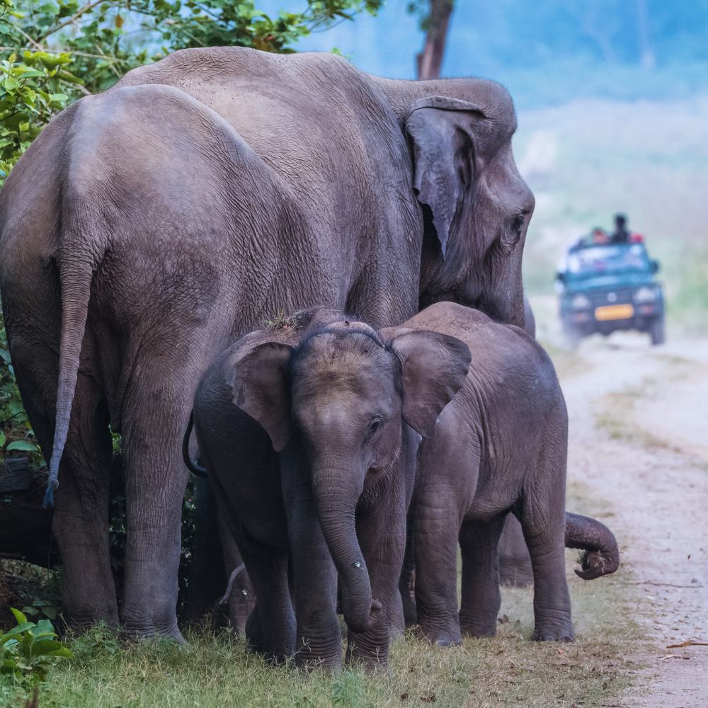 Jim Corbett National Park, Uttarakhand